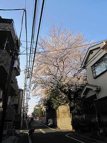A tall cherry tree around the corner from home