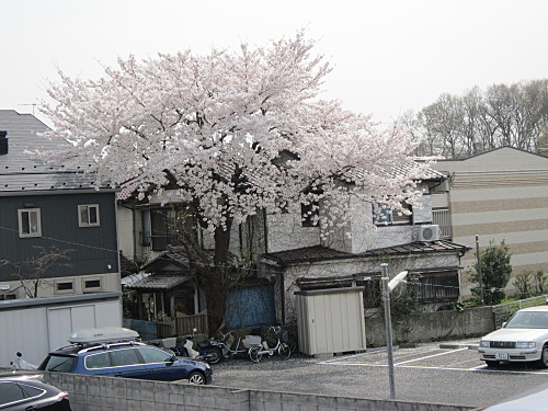 Ohanami is easily done from our balcony