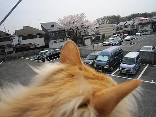 There are several cherry blossom trees straight ahead 