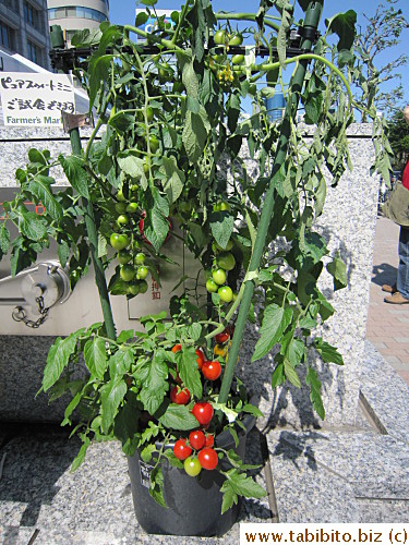A tomato plant