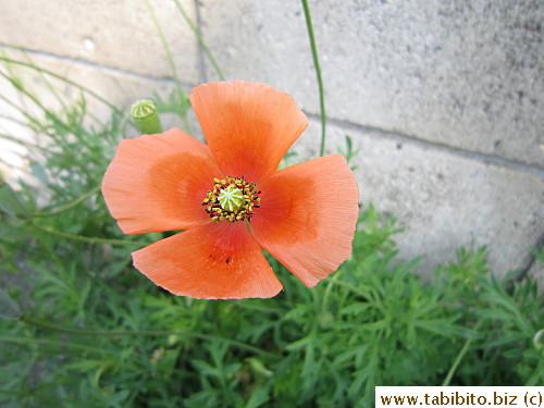 Pretty poppies