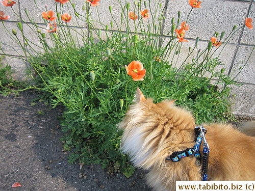 the poppies