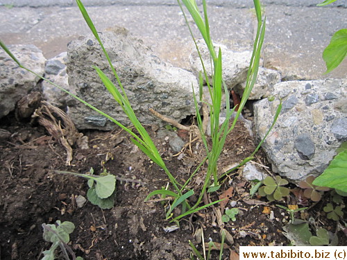 This is the spot I plucked the leaves six months ago, they too have turned into the same flowering plant