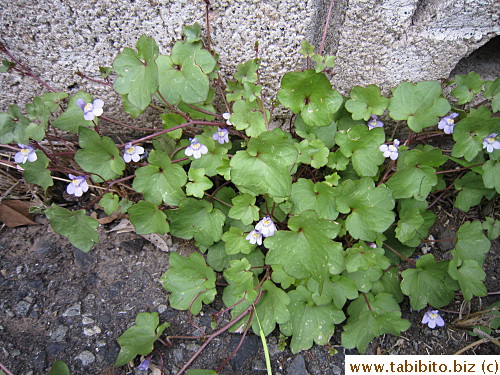 Besides the poppies, this ground cover plant also comes up everywhere