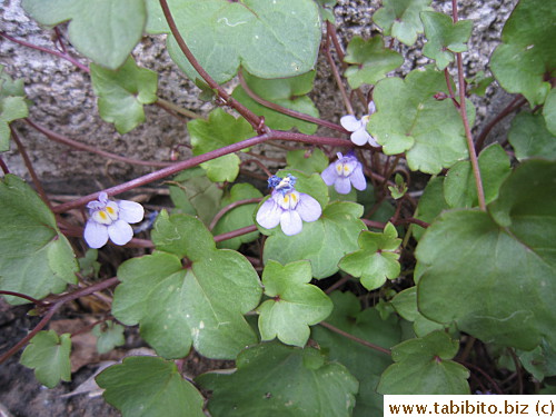 Pretty flowers too