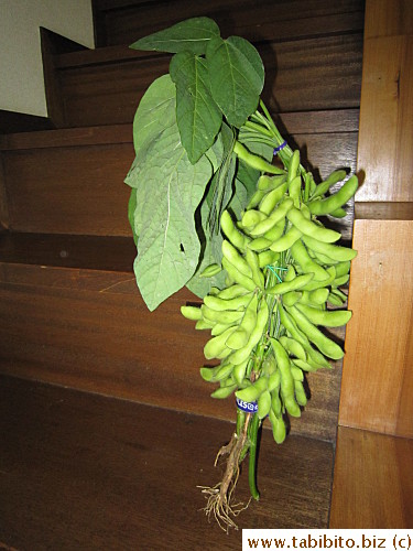 Fresh bunch of edamame