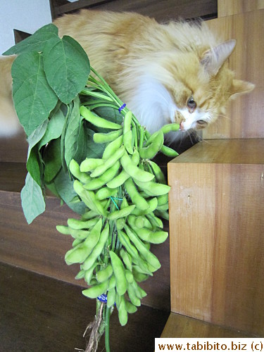 plant