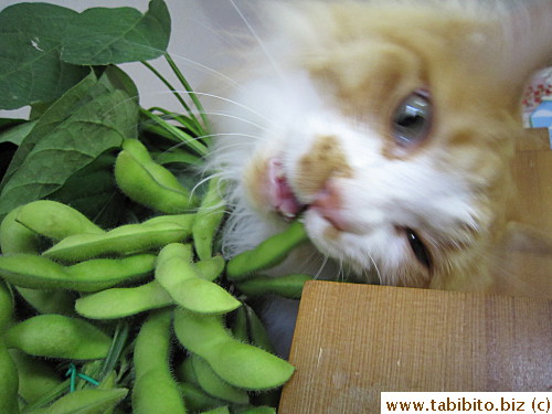 Going right for the beans