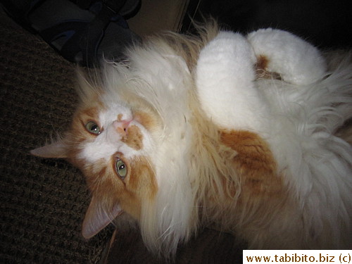 Just thought I'd take pictures of Efoo napping one afternoon