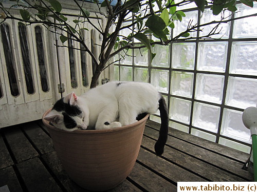 The pot becomes MT's bed