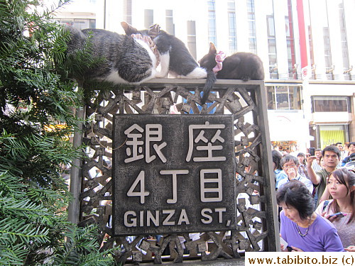 The cats looked weirdly quiet