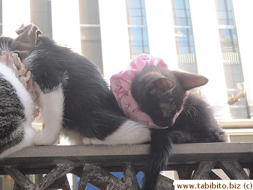 like they were stoned