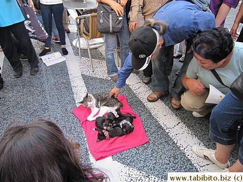 No cats are this slow and sleepy