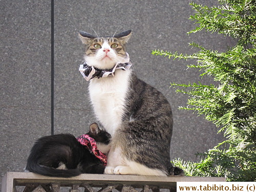 The following weekend the cats 