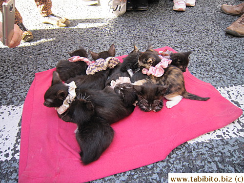 Still looked like the kittens were stoned