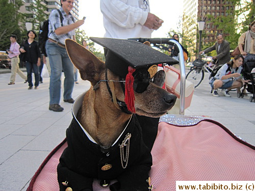 The dogs were dressed up as Japanese students, this one in a boy uniform,