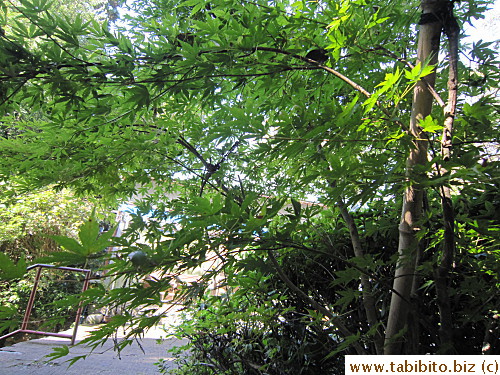 Maple trees at the start of the trail