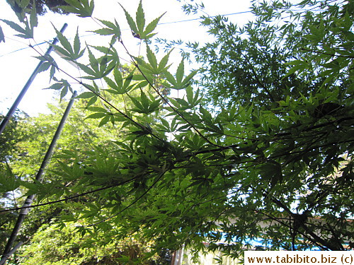 How pretty will they be when the leaves change