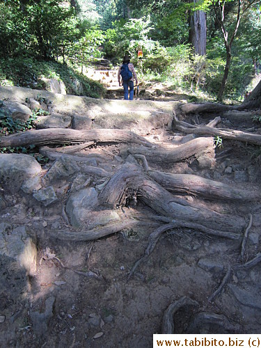 Gnarly trunks and roots serve as steps