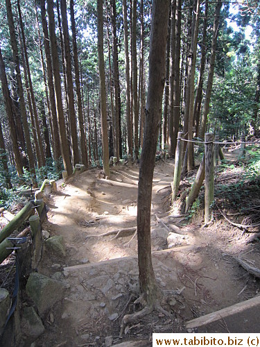 This tree just happens to be in the middle of a step