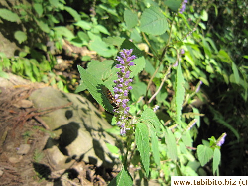 Lots of bees that day