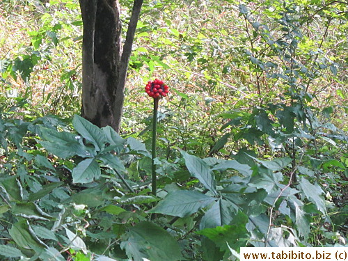 One lone red flower in the entire mountain