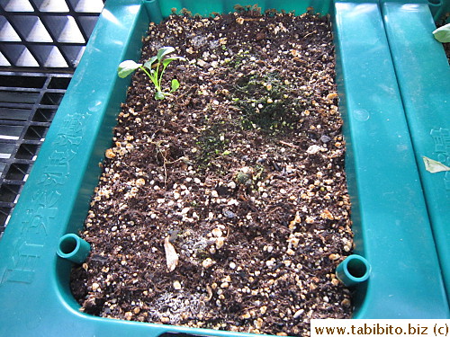 The other tray is even more pathetic, only one seed germinated