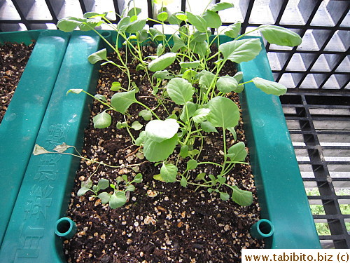 One tray produced very puny seedlings