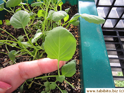 This experiment is officially classified a TOP FAILURE