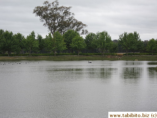 There's a swan amongst the other water fowls