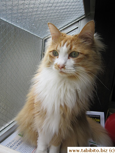 Ridiculously photogenic cat