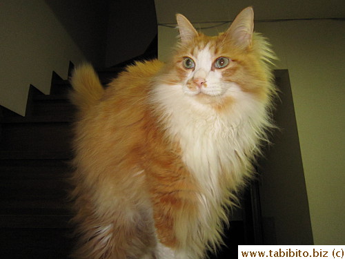 Majestic as fudge