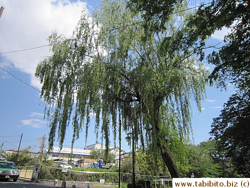 Just a random willow tree by the river