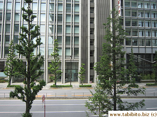 Two kinds of pine trees