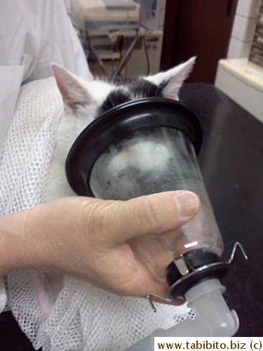MT's being anesthetized