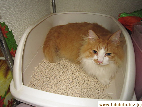 When the collar was off, he hid in the litter box