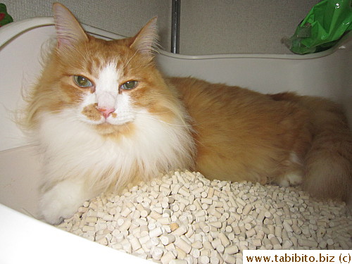 The litter box has become Efoo's hiding place