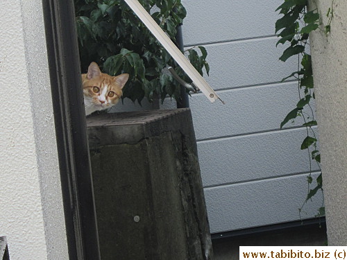One of neighbor's two cats