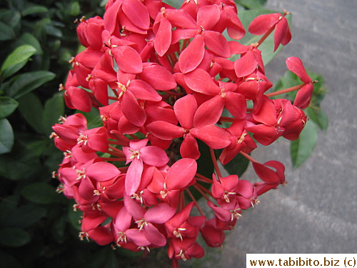 Jungle geranium