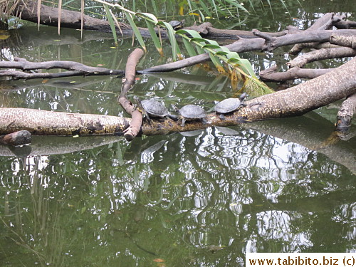 Turtles