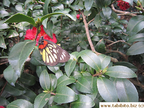 Butterfly