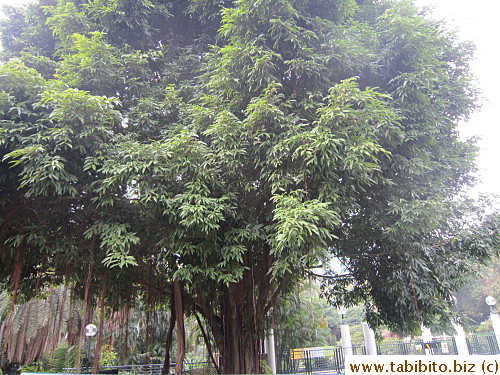 Big Banyan tree