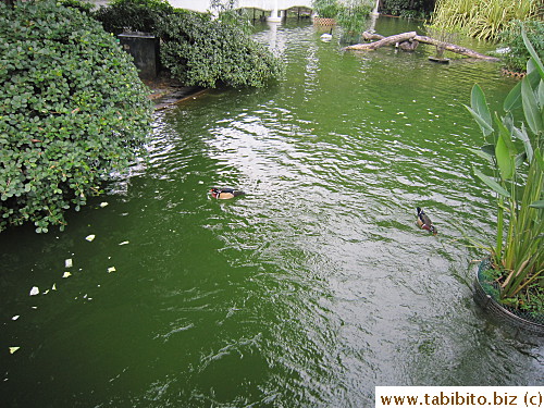 Such green water