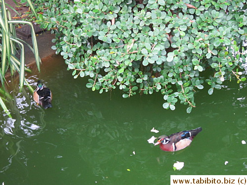 Some kind of Wood Ducks?