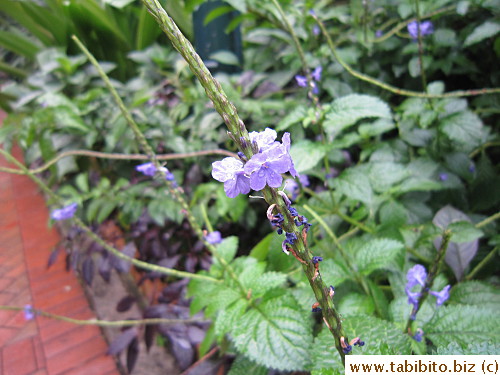 I like purple flowers