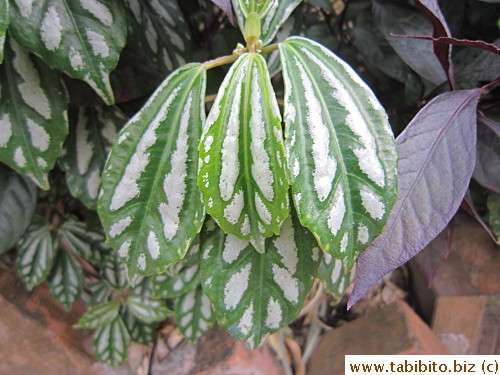 KL said these are called watermelon leaves