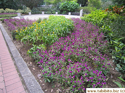 A bed of flowers