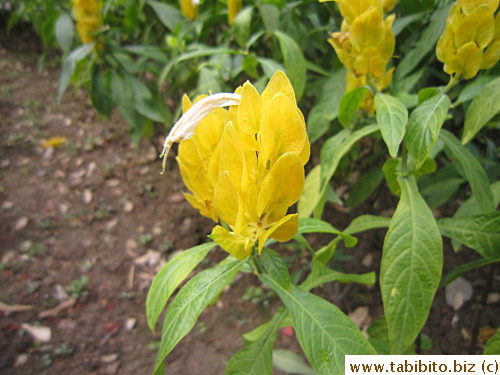 Love yellow flowers
