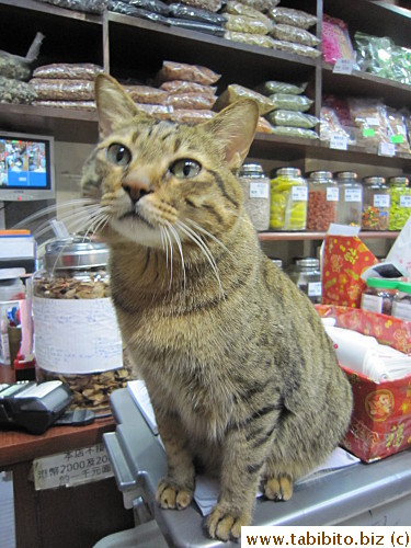 A very friendly cat in the shop