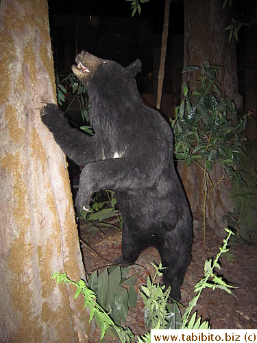 Hong Kong used to have bears